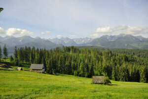 skog, glade, gress, hus, fjellene, Polen, Tatry, trær