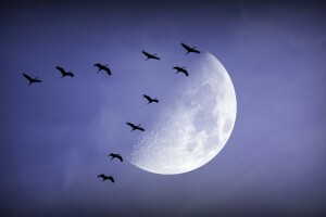 birds, night, The moon