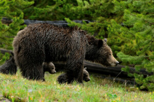 medveď, medvede, grizzly, materstvo, chôdza