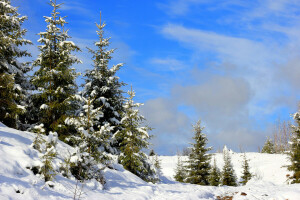 glade, Russland, snø, snøen, tre, Ural, vinter