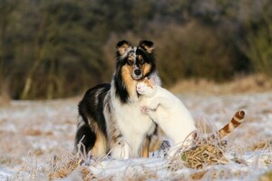 gato, collie, perro, amistad, amor