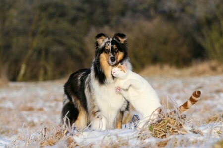 kat, collie, hond, vriendschap, liefde