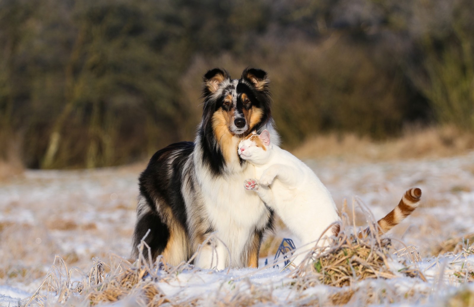 hond, kat, liefde, collie, vriendschap