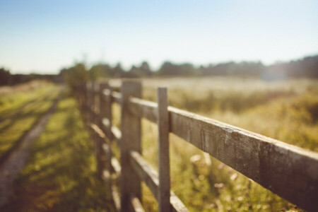 fence, summer, the fence