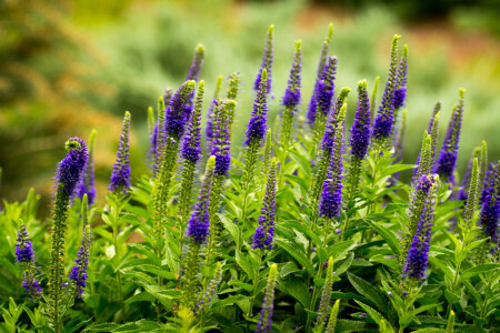 blå, inflorescence