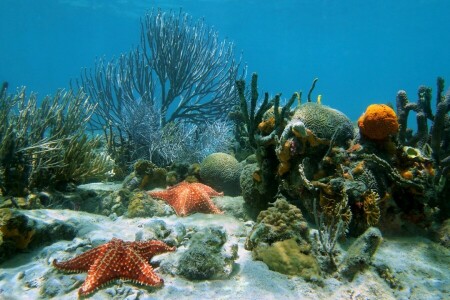 coral, Oceano, arrecife, arena, estrella de mar, tropical