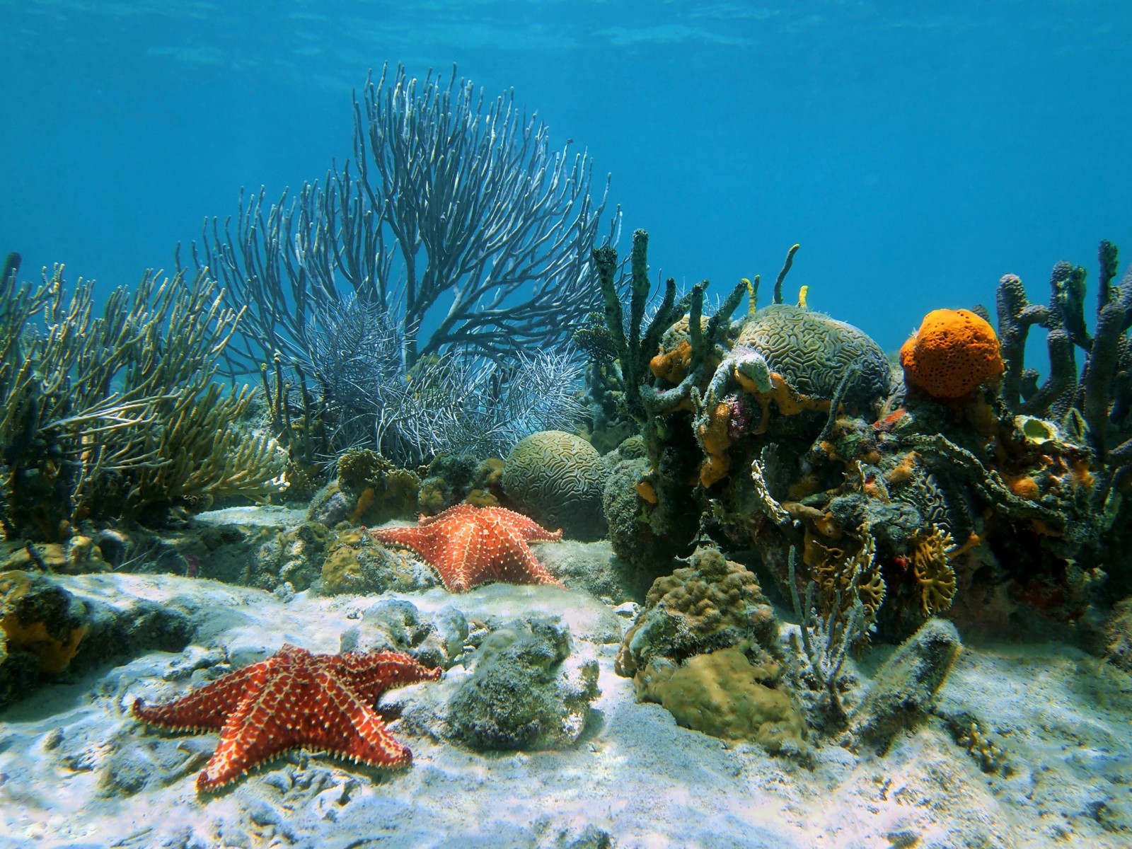 oceano, sabbia, stella marina, tropicale, scogliera, corallo