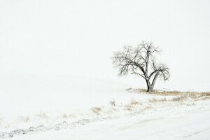 champ, neige, arbre, hiver