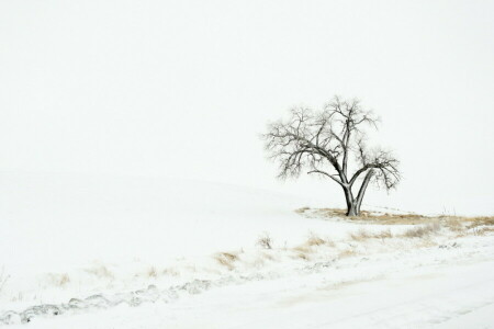 champ, neige, arbre, hiver