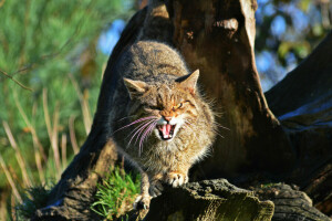 ansikt, Scottish, Den skotske villkatten, villkatt