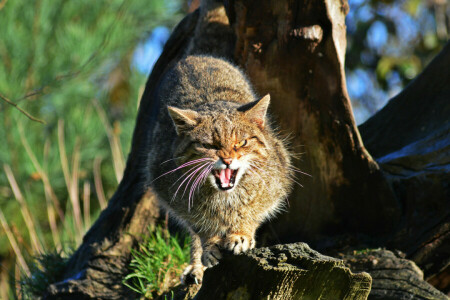 cara, escocés, El gato montés escocés, gato salvaje