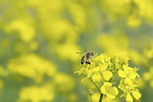 abeja, naturaleza, violación