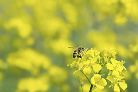 abeille, la nature, râpé