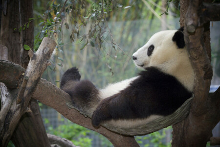 Panda, rilassare, restare, albero