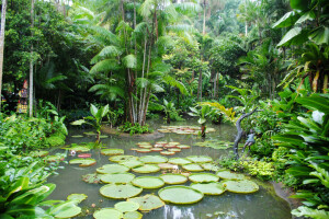 Jardim, lagoa, Cingapura, Os arbustos, árvores, lírios