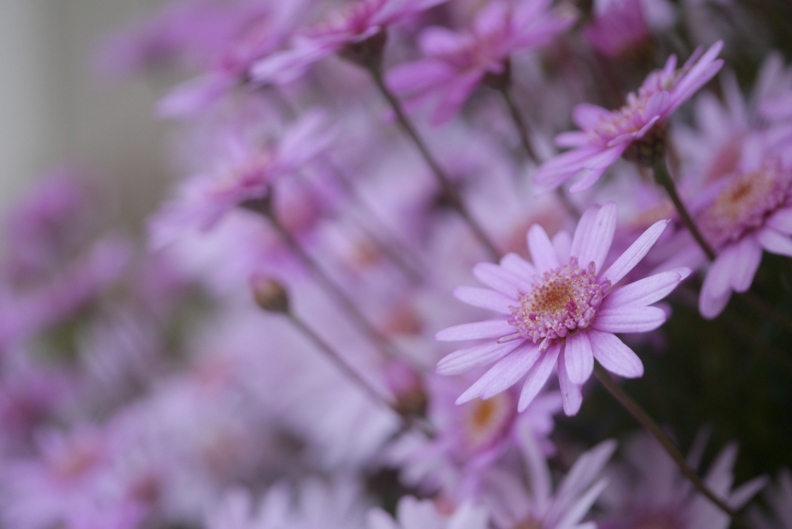 pink, flowers, a lot, chamomile