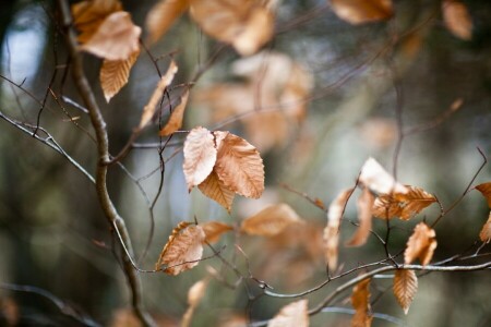 outono, galhos, folhas, macro