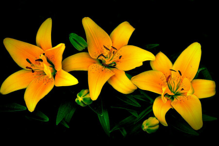 flowers, leaves, Lily, petals