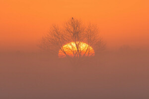 oiseau, brouillard, nuit, La lune