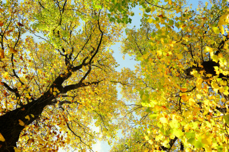 herfst, takken, kroon, bladeren, de lucht, bomen, romp