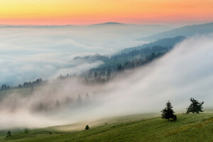 nebbia, mattina, natura, pendenza