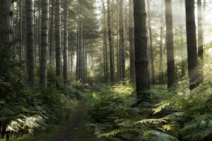 skog, morgon-, Spår