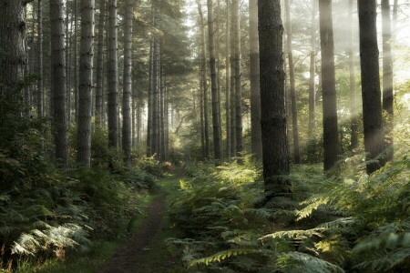 forest, morning, track