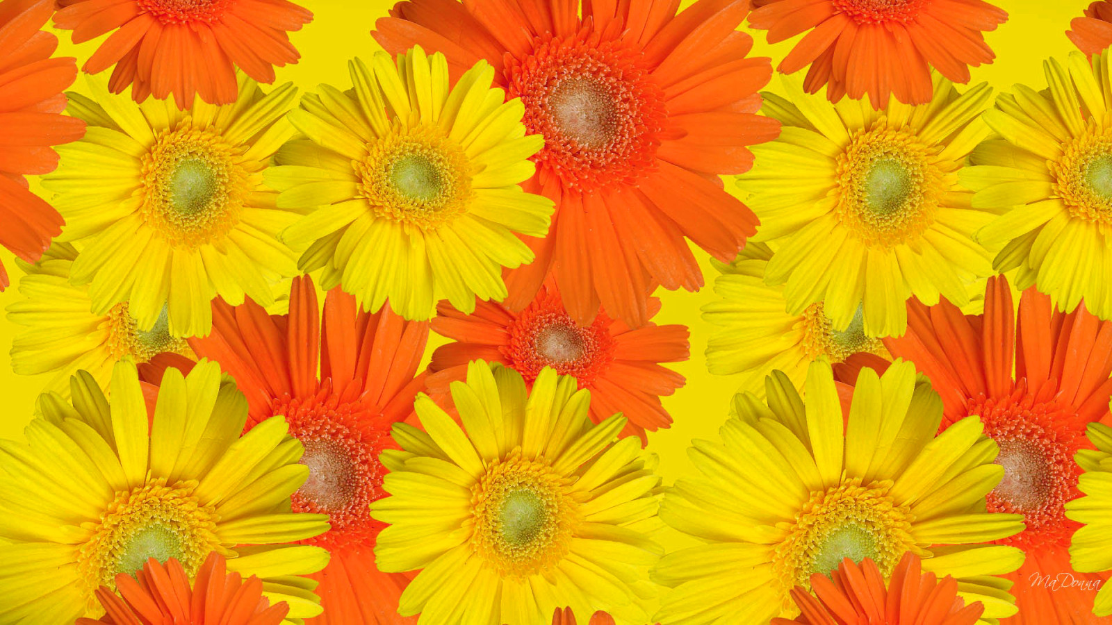 flowers, paint, petals, Gerbera, carpet