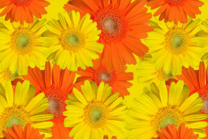 carpet, flowers, Gerbera, paint, petals