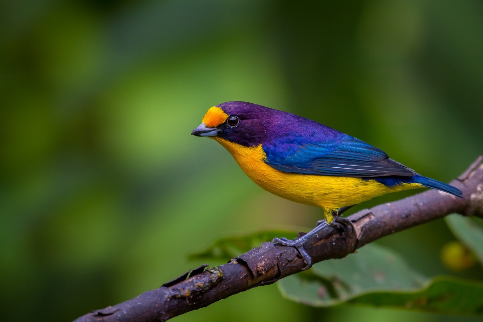 natura, macro, ramo, uccello, colore