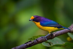 oiseau, branche, Couleur, macro, la nature