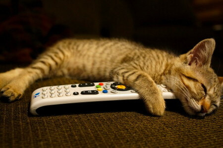 cat, house, remote