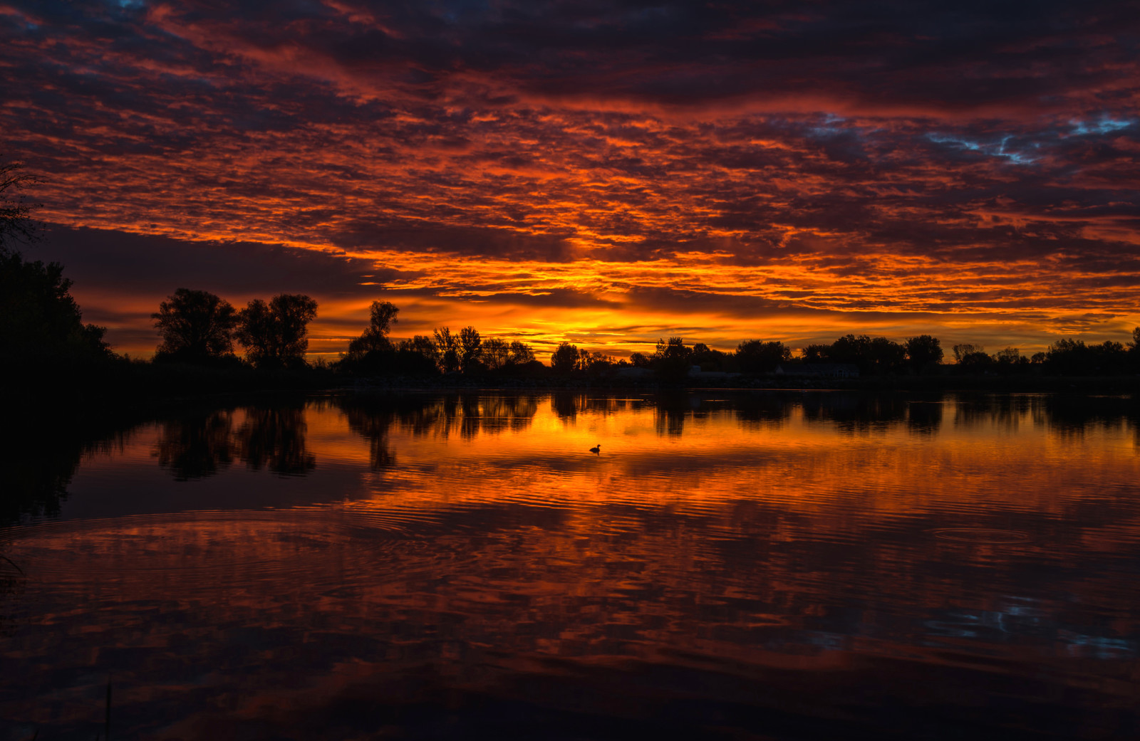 See, Landschaft, Bäume, Wolken, glühen, Ente