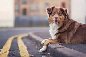 hund, varje, se, gata