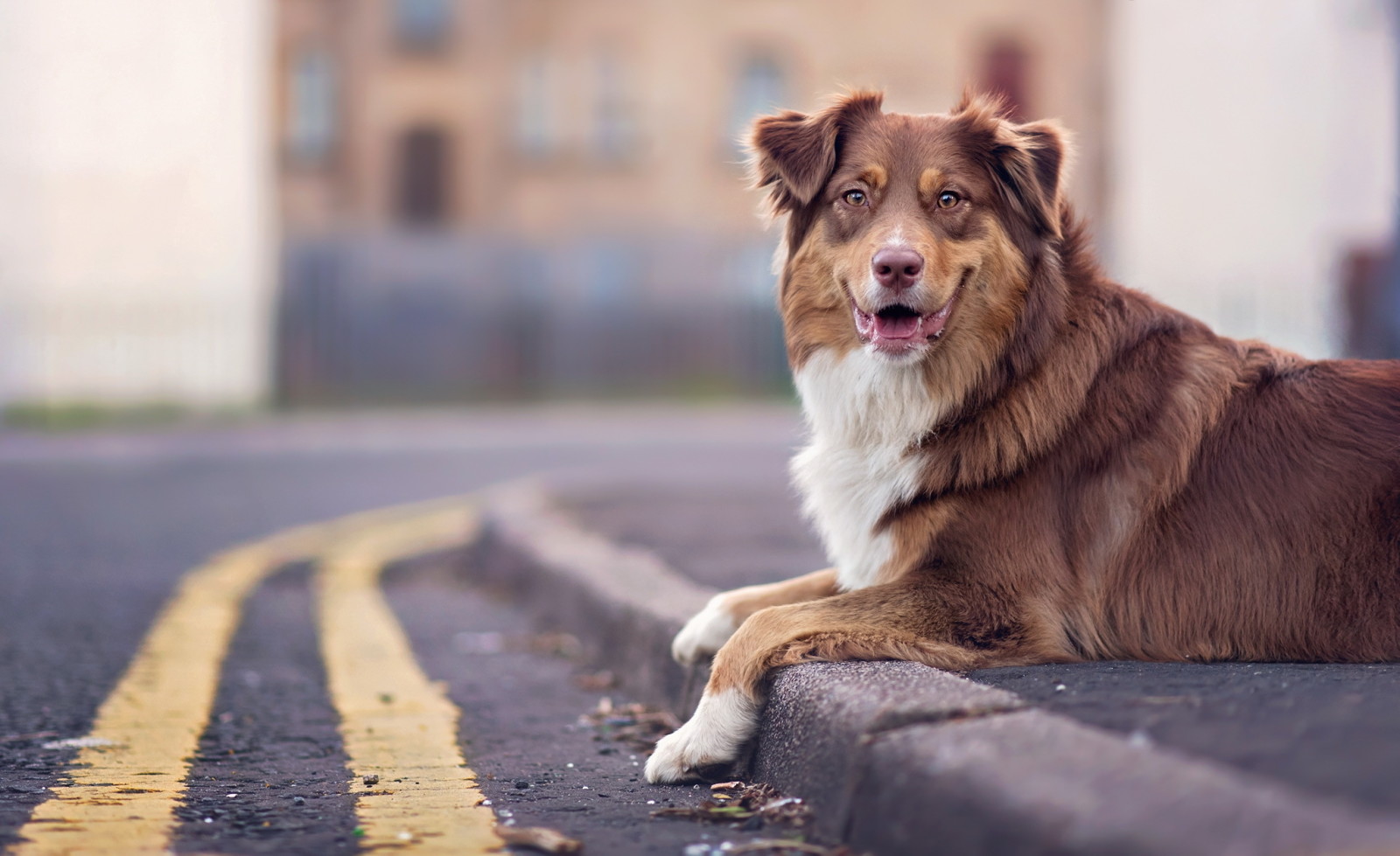 bak, köpek, sokak, her biri