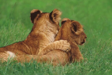 katten, vrienden, gras, de welpen