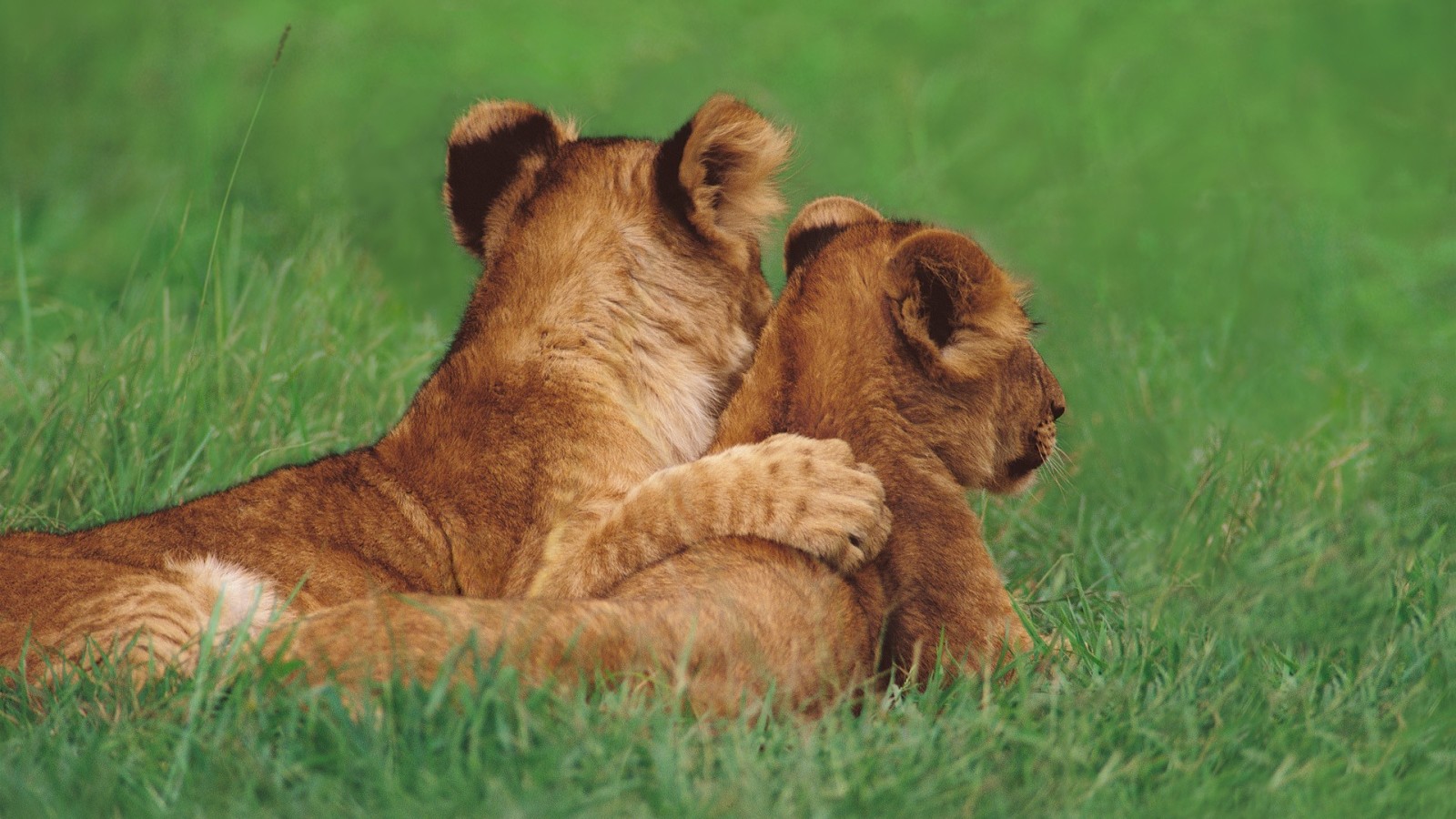 herbe, chats, copains, les oursons