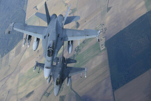 CF-18, F 16, Combattants, Faucon de combat, vol, Frelon