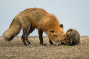 bébés, la nature, Renard rouge