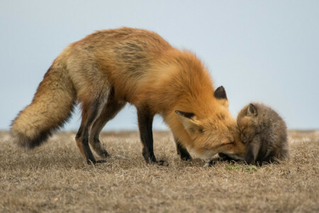 babies, nature, red fox