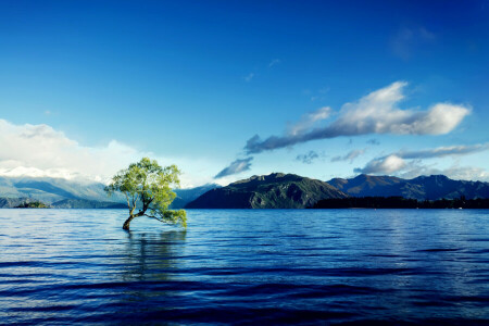 clouds, crooked, lake, mountains, tree