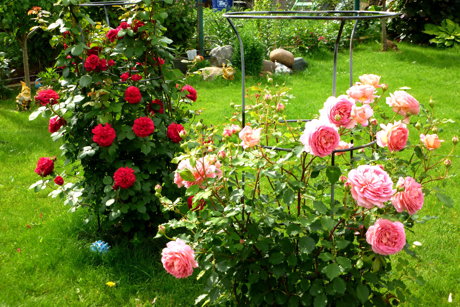 grass, red, roses, pink, greens, flowers, Garden, the bushes