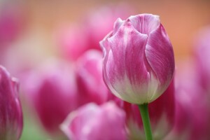 macro, pink, Tulip