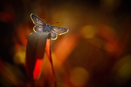 фон, BUTTERFLY, природа