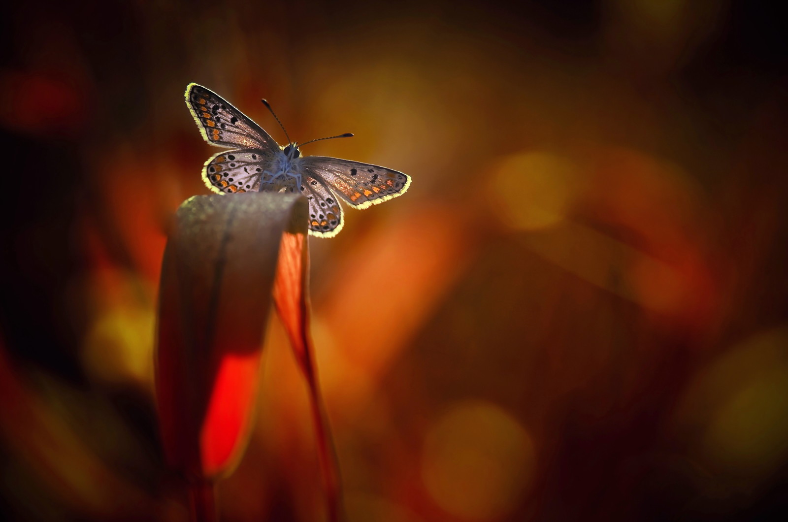 la nature, Contexte, PAPILLON