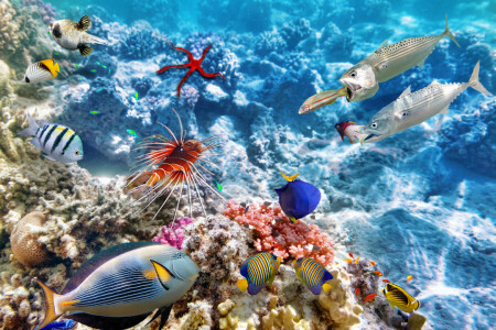 coral, coral reef, fish, Fishes, ocean, reef, The ocean, tropical