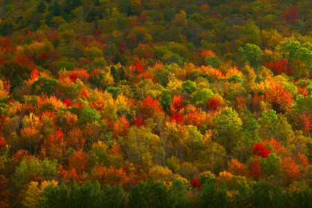 l'automne, forêt, peindre, texture, des arbres