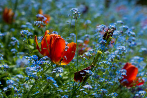 campo, prado, primavera, Tulipán