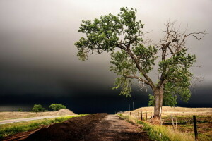 paisaje, la carretera, el cielo, árbol