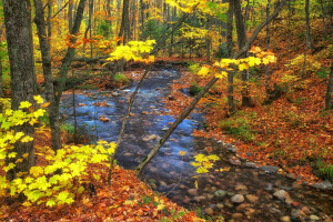 Herbst, Kanada, Wald, Blätter, Ontario, Strom, Bäume